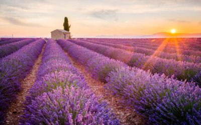 Bus tours in France: the Provence itinerary and Valensole