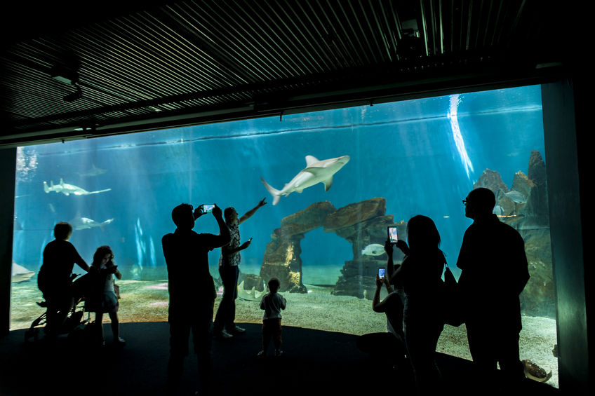 All’Acquario di Genova? Gli studenti ci vanno in pullman!